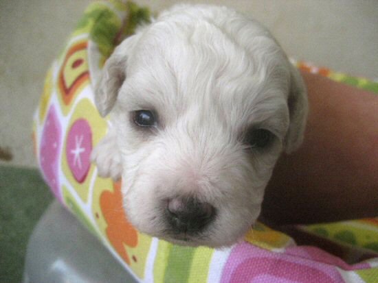 �r�V�����t���[�[�@�q���t���[�摜