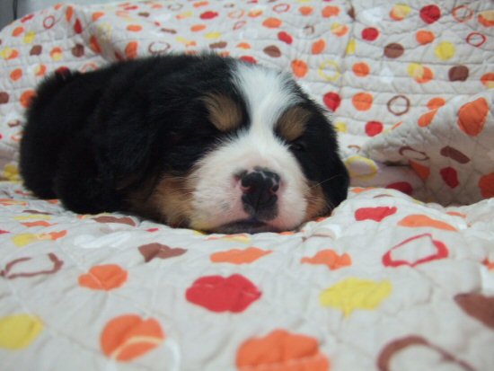 �o�[�j�[�Y�}�E���e���h�b�O�@�q���t���[�摜