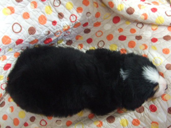 �o�[�j�[�Y�}�E���e���h�b�O�@�q���t���[�摜