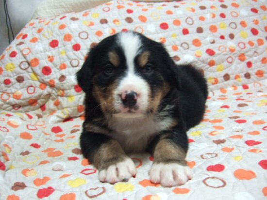 �o�[�j�[�Y�}�E���e���h�b�O�@�q���t���[�摜