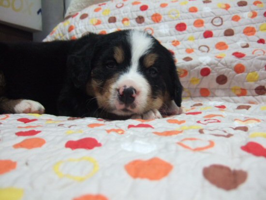 �o�[�j�[�Y�}�E���e���h�b�O�@�q���t���[�摜