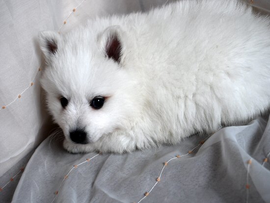 日本スピッツ 子犬フリー画像