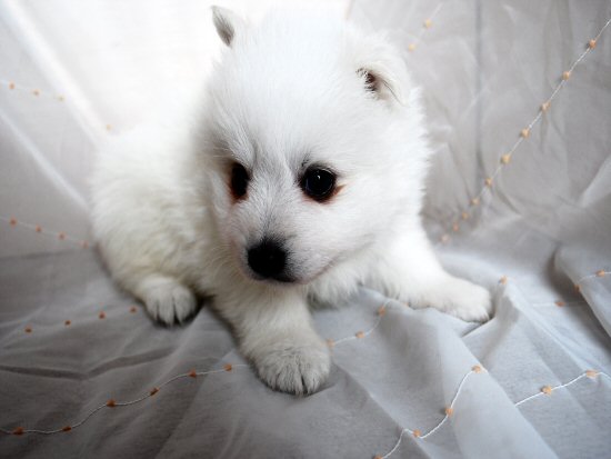 日本スピッツ 子犬フリー画像