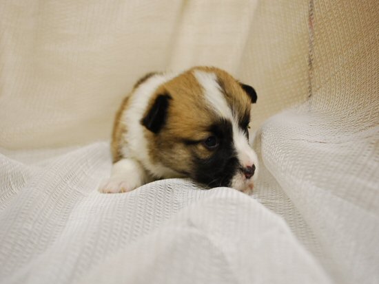 ウェルシュコーギー 子犬フリー画像