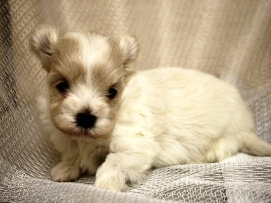 マルチーズ 子犬フリー画像