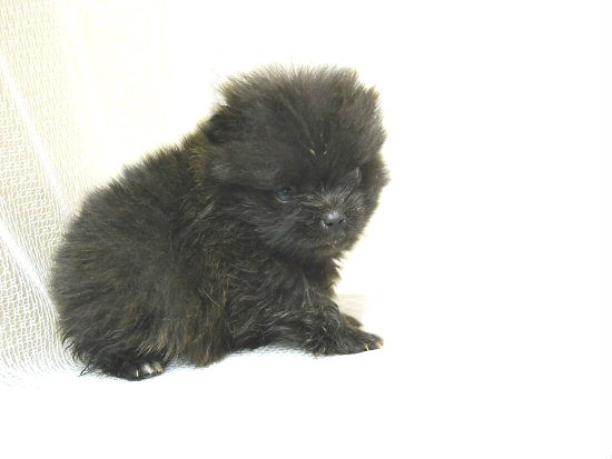 ポメラニアン 子犬フリー画像