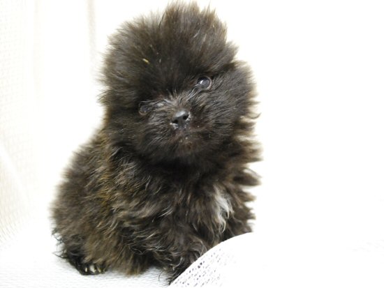 ポメラニアン 子犬フリー画像