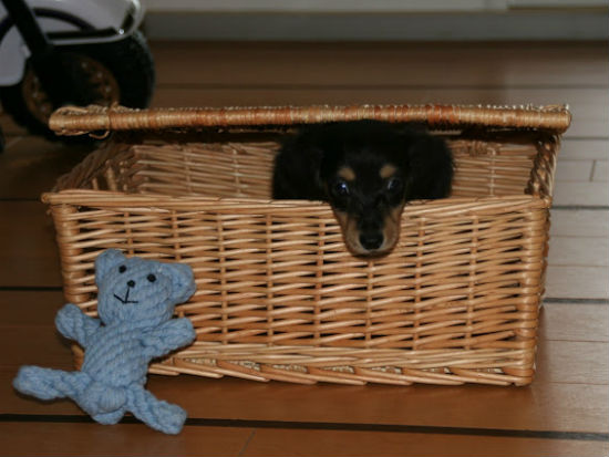 �_�b�N�X�t���h�@�q���t���[�摜