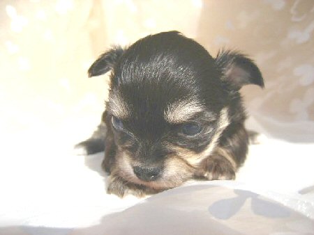 �`�����@�q���t���[�摜