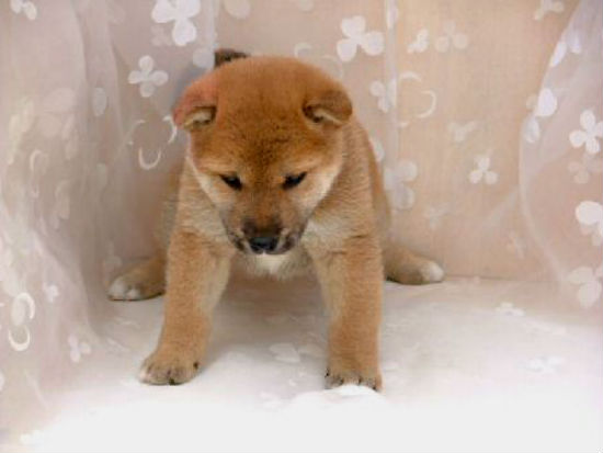 �Č��@�q���t���[�摜