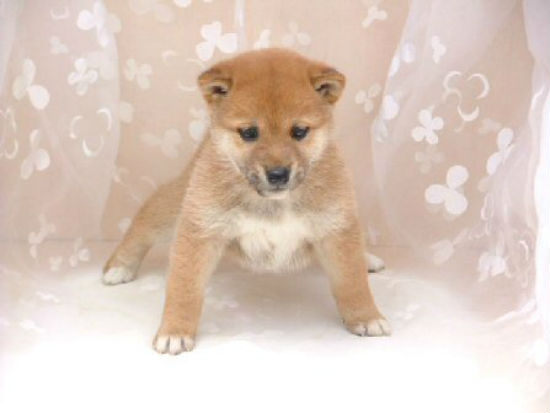 �Č��@�q���t���[�摜