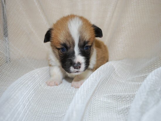 �E�F���V���R�[�M�[�@�q���t���[�摜