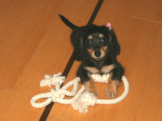 �_�b�N�X�t���h�@�q���t���[�摜