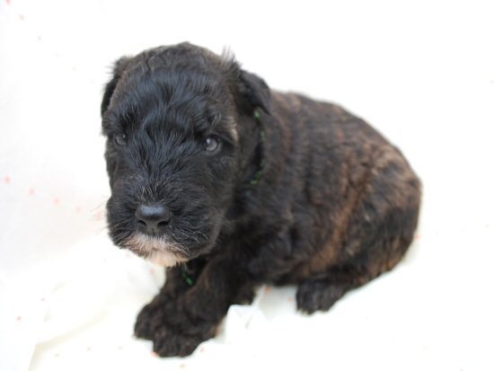 �u�[�r�G�E�f�E�t�����_�[�X�@�q���t���[�摜