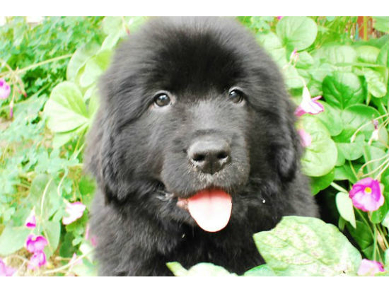 �j���[�t�@���h�����h�@�q���t���[�摜