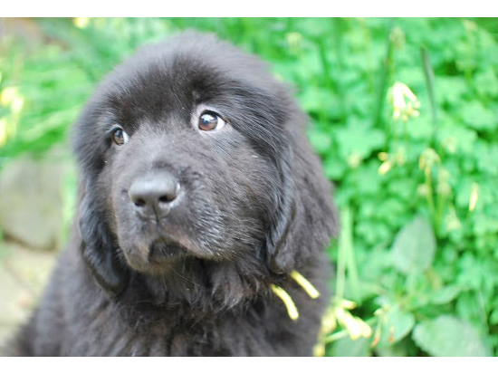 �j���[�t�@���h�����h�@�q���t���[�摜