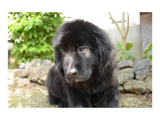 ニューファンドランド 子犬フリー画像