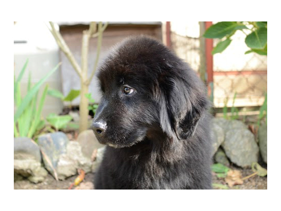 ニューファンドランド 子犬フリー画像