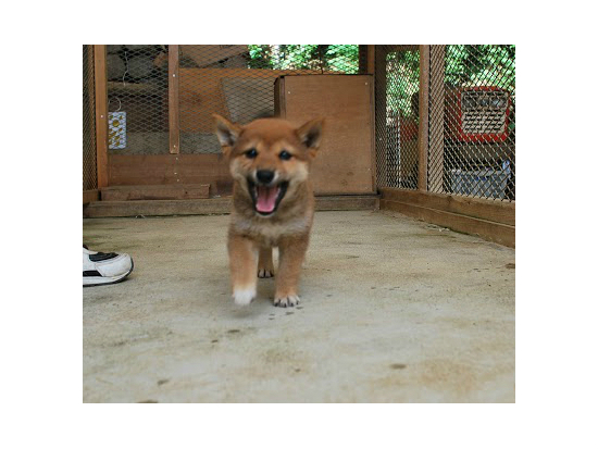 豆柴 子犬フリー画像