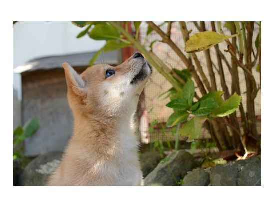 豆柴 子犬フリー画像