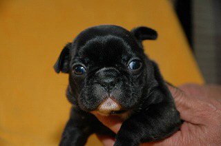 �t�����`�u���h�b�O�@�q���t���[�摜