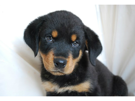 ロットワイラー 子犬フリー画像