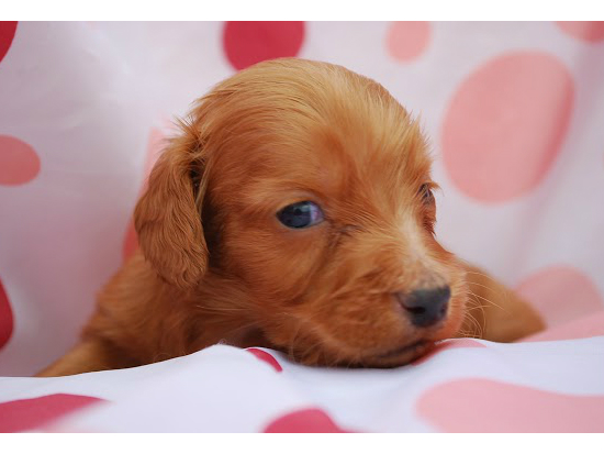 ダックスフンド 子犬フリー画像