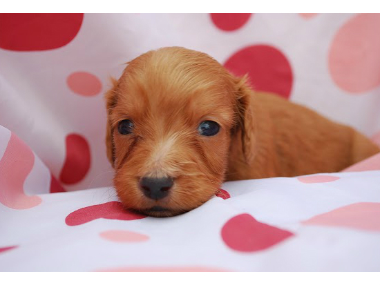 ダックスフンド 子犬フリー画像