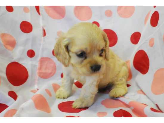 アメリカンコッカースパニエル 子犬フリー画像