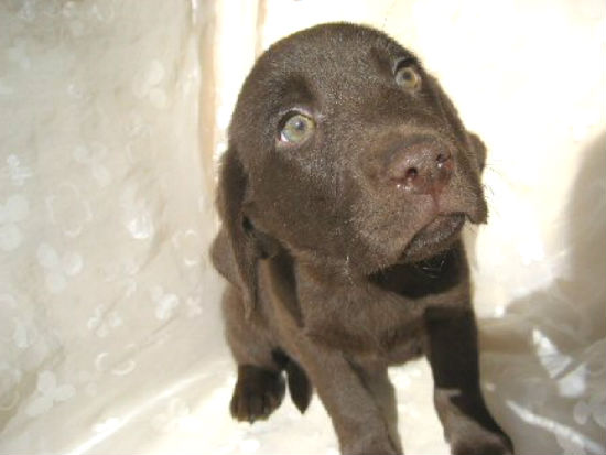 ラブラドールレトリバー 子犬フリー画像