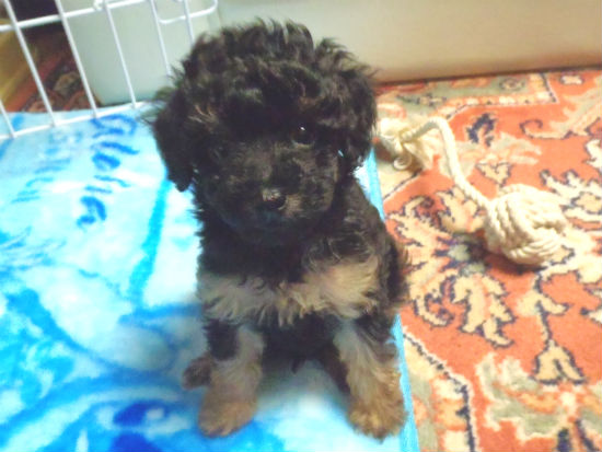 �g�C�v�[�h���@�q���t���[�摜