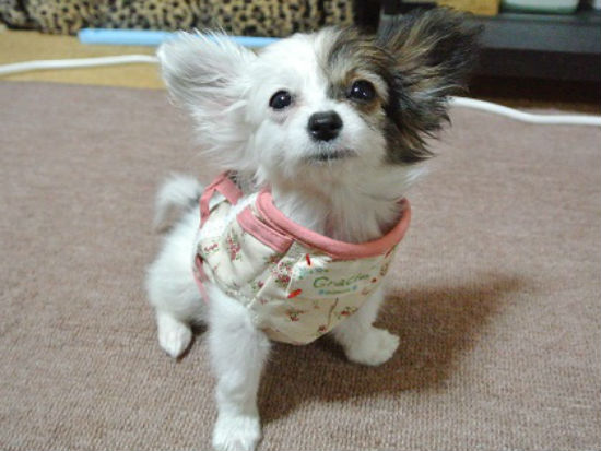 �p�s�����@�q���t���[�摜