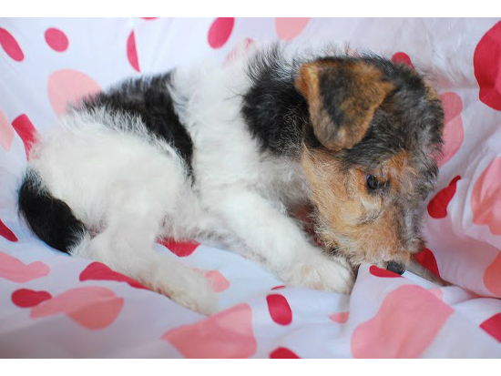 ���C���[�t�H�b�N�X�e���A�@�q���t���[�摜