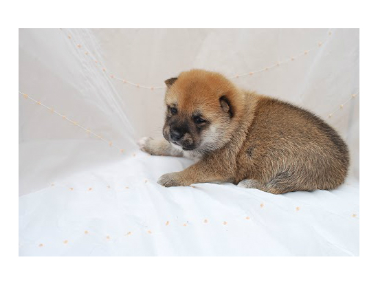 ���ā@�q���t���[�摜