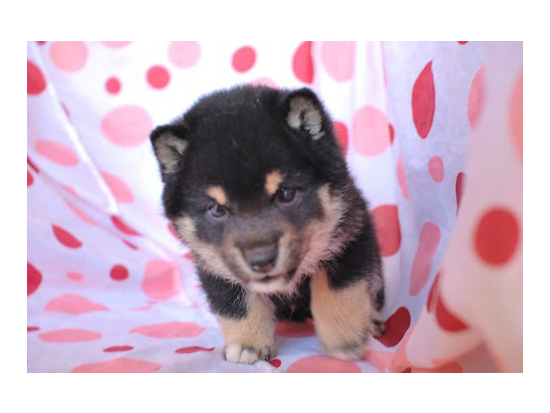 ���ā@�q���t���[�摜