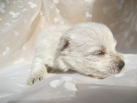 ウエスティー 子犬フリー画像