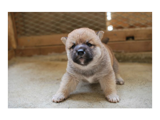 ���ā@�q���t���[�摜