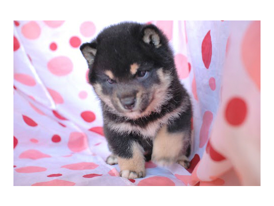 ���ā@�q���t���[�摜