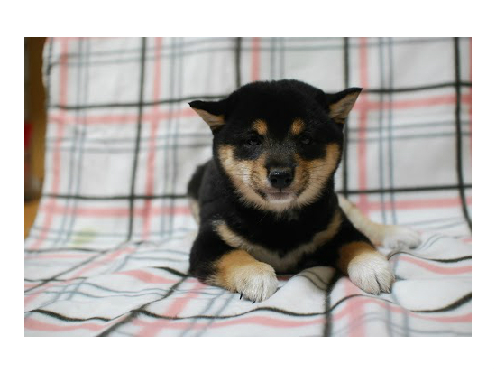 �p�s�����̎q���ʐ^