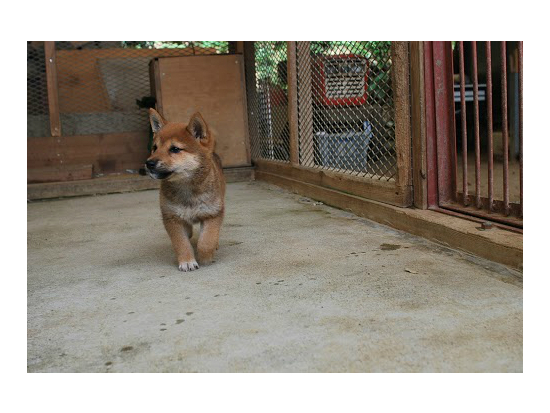 ���C���[�t�H�b�N�X�e���A�̎q���ʐ^