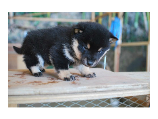 �Č��̎q���ʐ^