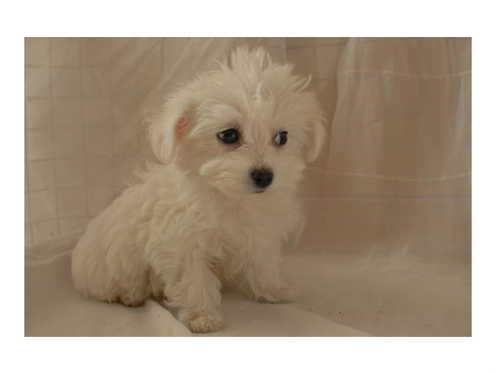 �Č��̎q���ʐ^