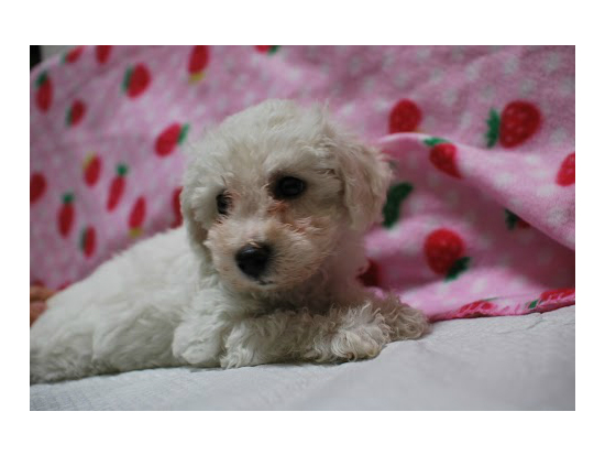 </a>�Č��̎q���ʐ^