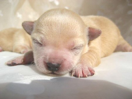 ロングコートチワワ 子犬フリー画像