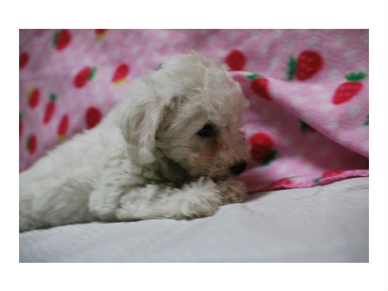 �Č��̎q���ʐ^