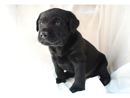 ���u���h�[�����g���o�[�̎q���ʐ^