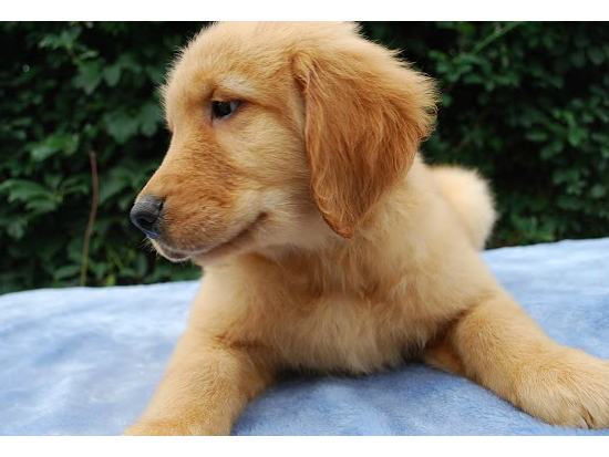 ゴールデンレトリバー 子犬フリー画像
