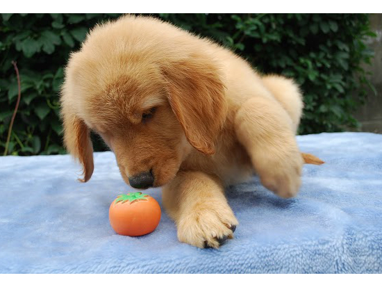 ゴールデンレトリバー 子犬フリー画像