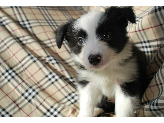 ボーダーコリー 子犬フリー画像