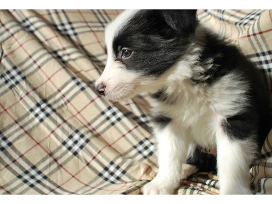 ボーダーコリー 子犬フリー画像